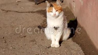 猫坐在街上，晒着太阳